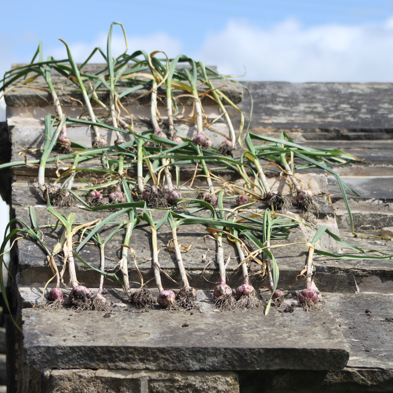 Garlic Drying on Woodshed Roof